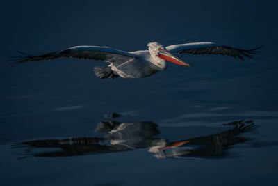 Close-up of pelican