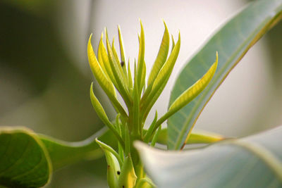 Close-up of green plant