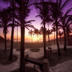 Palm trees on beach