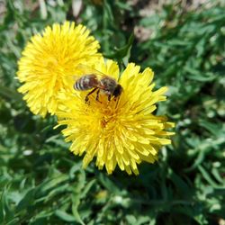 Close-up of honey bee on yellow flower