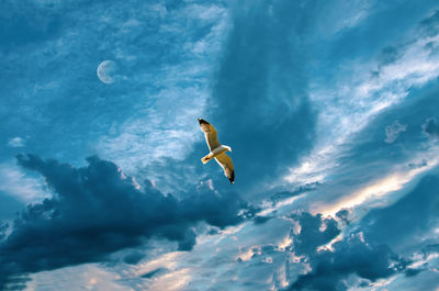 Low angle view of bird flying in sky