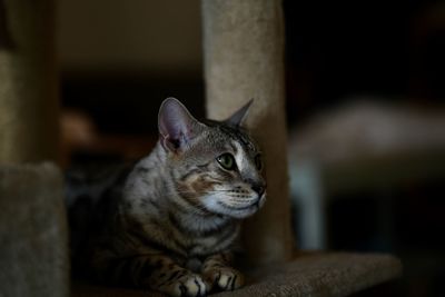 Close-up of a cat looking away