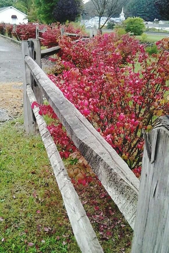 FLOWER PLANTS