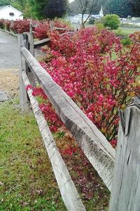 Flowers growing outdoors