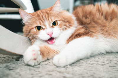 Close-up portrait of cat lying down