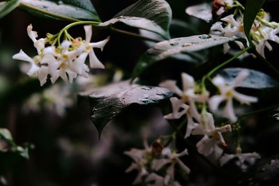 Close up of insect on flower