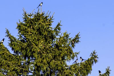 Low angle view of tree against clear blue sky