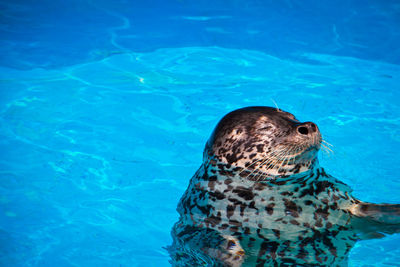 Happy sealion, happy life - south korea