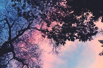 Low angle view of silhouette tree against sky