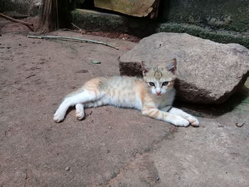 High angle view of cat resting