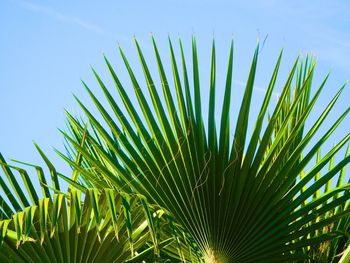 Close-up of tree against clear sky