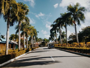 Palm trees by road in city against sky