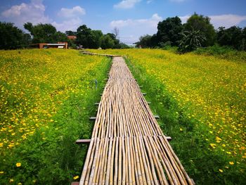 Scenic view of agricultural field against sky