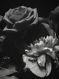 Close-up of rose blooming outdoors