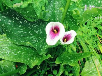 Close-up of wet purple flowering plant