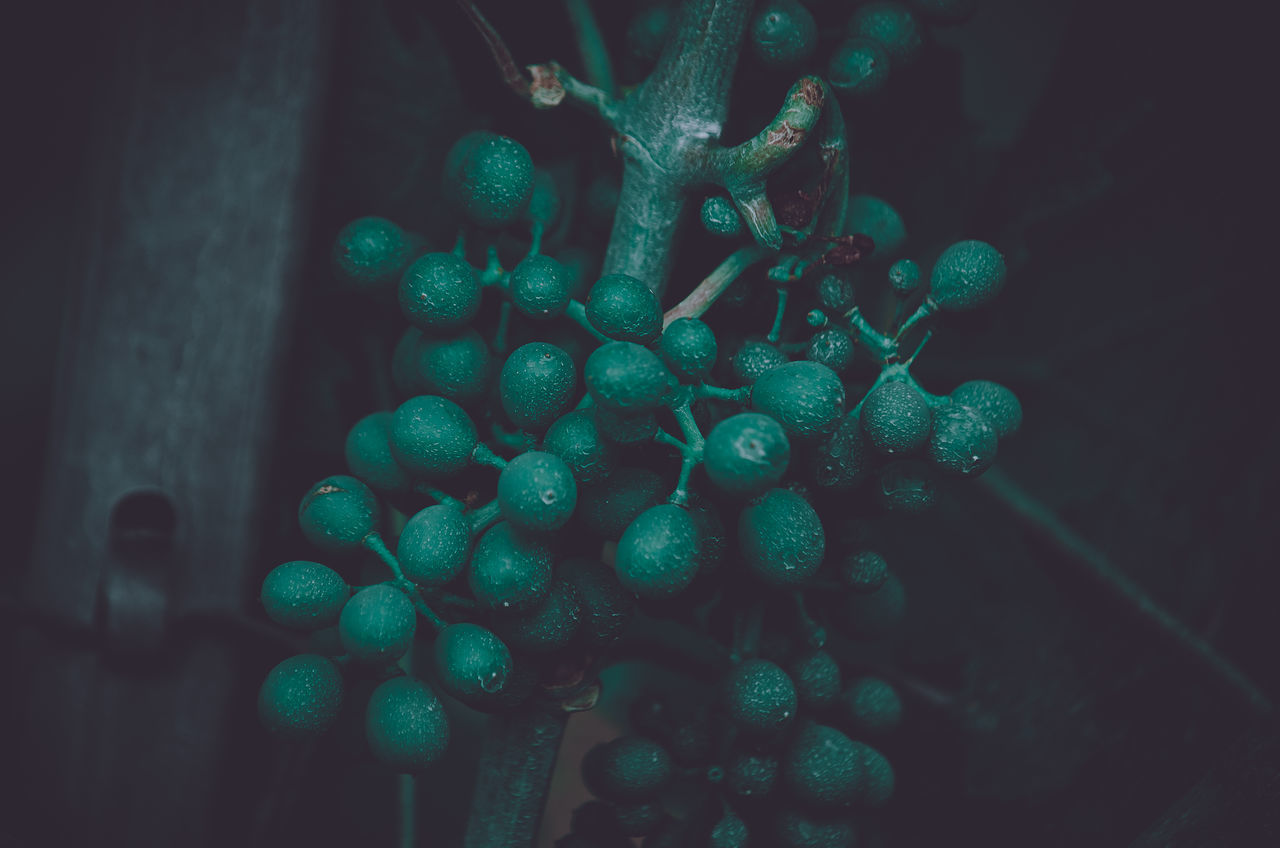 CLOSE-UP OF FRESH GREEN PLANT WITH BERRIES