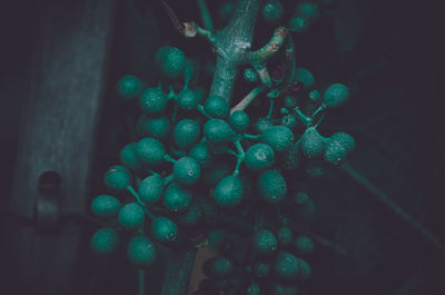 Close-up of berries growing on plant