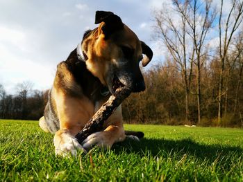 Dog looking away on field chewing on wooden stick