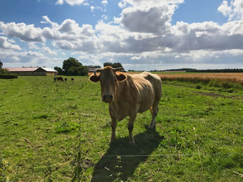 Cattle standing on grassy field against cloudy sky