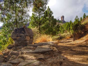 Rock formations in a forest