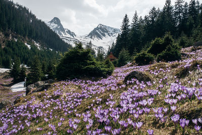 Scenic view of purple flowering plants and mountains against sky