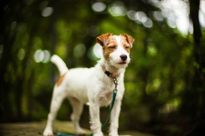 Portrait of dog