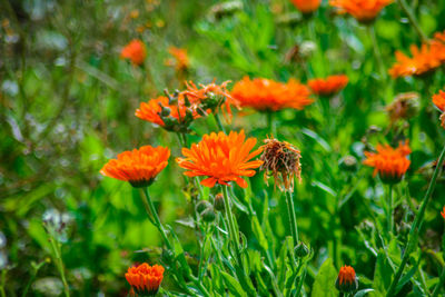 Close-up of bee on flowers