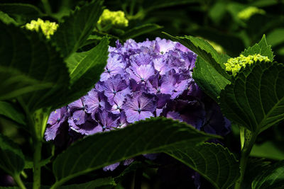 Close-up of flowers and leaves