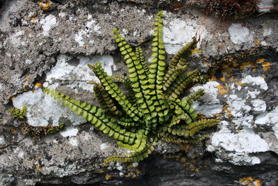 Close-up of lichen on rock