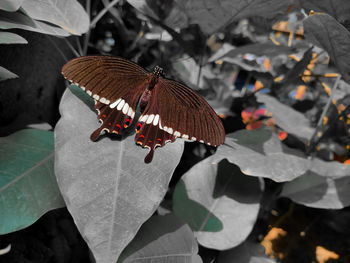 Close-up of butterfly on leaves