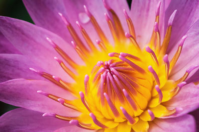 Close-up of pink flower