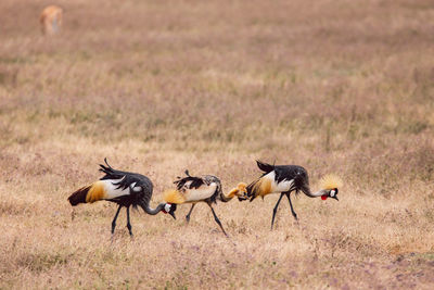 Side view of a grey-crowned crane on field