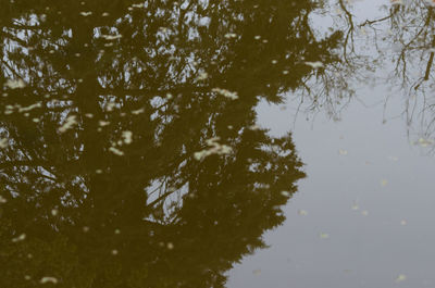 Close-up of tree by lake against sky