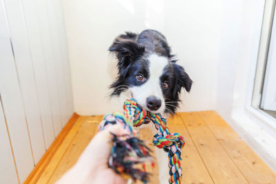 Funny portrait of cute smiling puppy dog border collie holding colourful rope toy in mouth