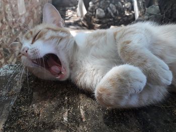 Close-up of a yawning cute cat