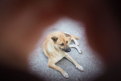 Dog relaxing on floor