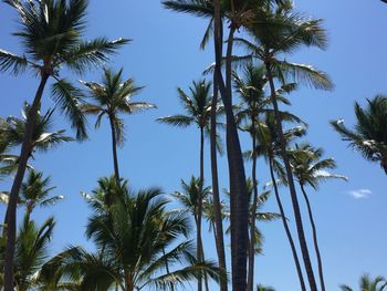 Low angle view of palm trees against blue sky