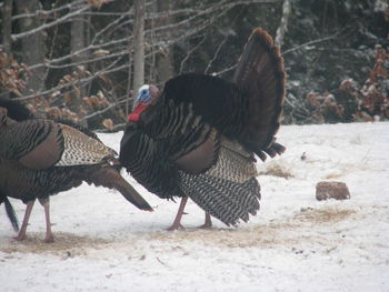 Close-up of bird on field during winter