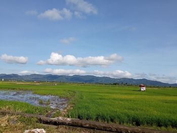 Scenic view of agricultural field against sky