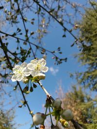 Low angle view of white flowers blooming on tree