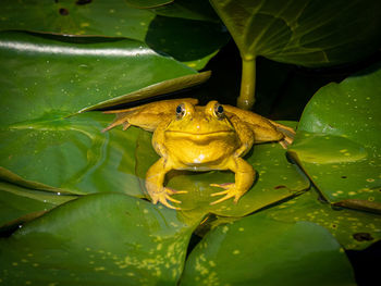 Close-up of frog on leaves in pond