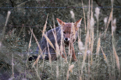 Portrait of fox standing on field