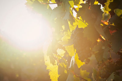 Bunch on grapes in vineyard against bright sun