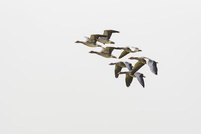 Low angle view of birds flying against sky