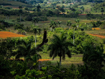 Scenic view of rural landscape
