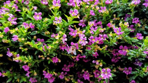 High angle view of pink flowering plants