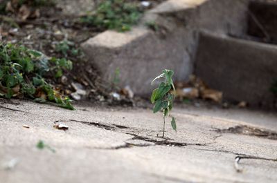 Close-up of insect on plant