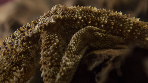 Close-up of a lizard