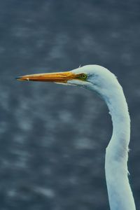 Close-up of a bird