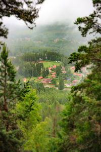 Scenic view of tree against sky